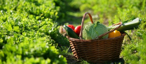 Comment créer un potager bio ?